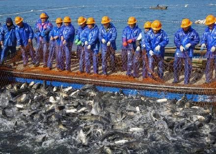 鱼跃新年：淳安千岛湖新年第一网有机鱼开捕