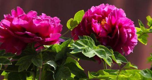 农历10月初6立冬后,养什么花?以下3种花,宾客如云福开新运