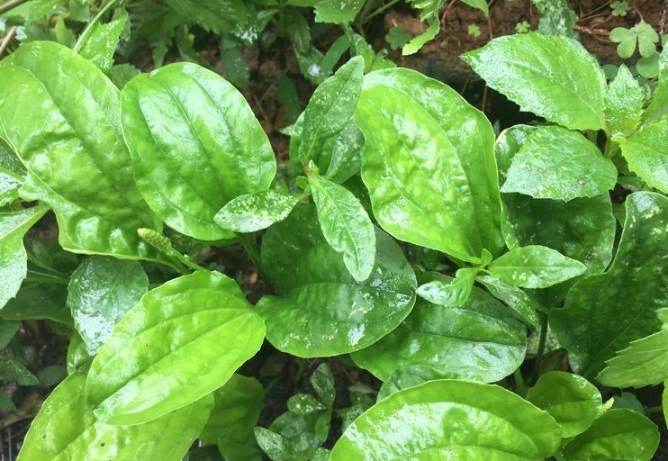 农村地区|发现几种野草，殊不知价值珍贵，都是防病治病的中草药