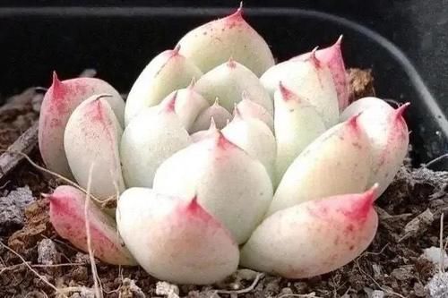 买多肉别只听名字,这6种多肉一个品种好几个名,擦亮眼睛别上当