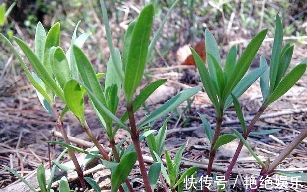 野菜|以下3种野菜能强身健体,生津补肝,降三高,值得称赞