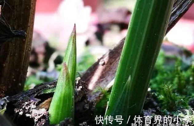 立冬到了,兰花还能淋雨吗?兰友说:这3种兰花千万不要淋雨