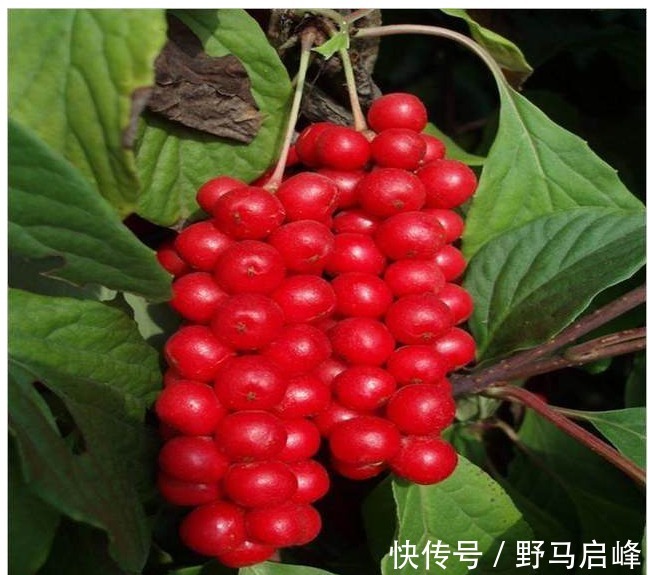 五味子|肝癌细胞最怕的食物，常吃能修复肝细胞，保肝护肝，效果显著