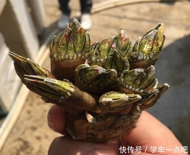5种“最贵”的海鲜,普通人只有看着的份,土豪也只可能吃过1种