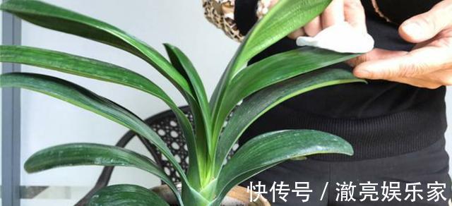 夏天给君子兰浇水有讲究，掌握几个技巧，不烂根，叶片绿