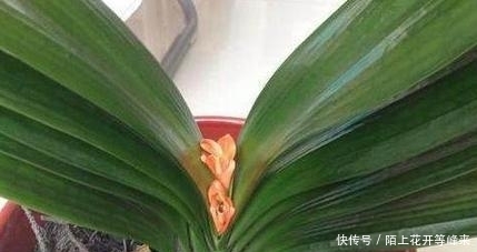 新手养君子兰最常见的夹箭问题,只要用这个小绝招,轻松就解决