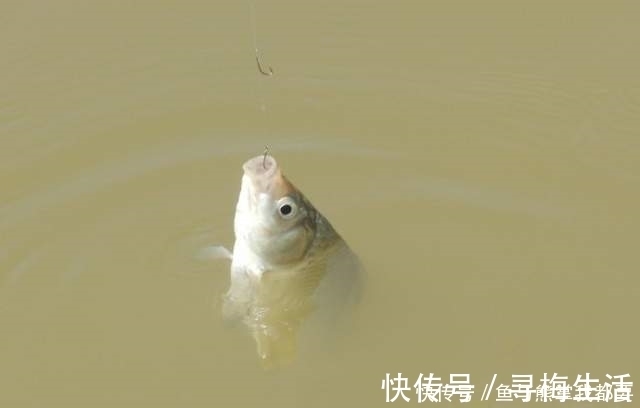 鱼群|浮漂上顶很清晰,提竿就是没有鱼,这五种原因皆有可能