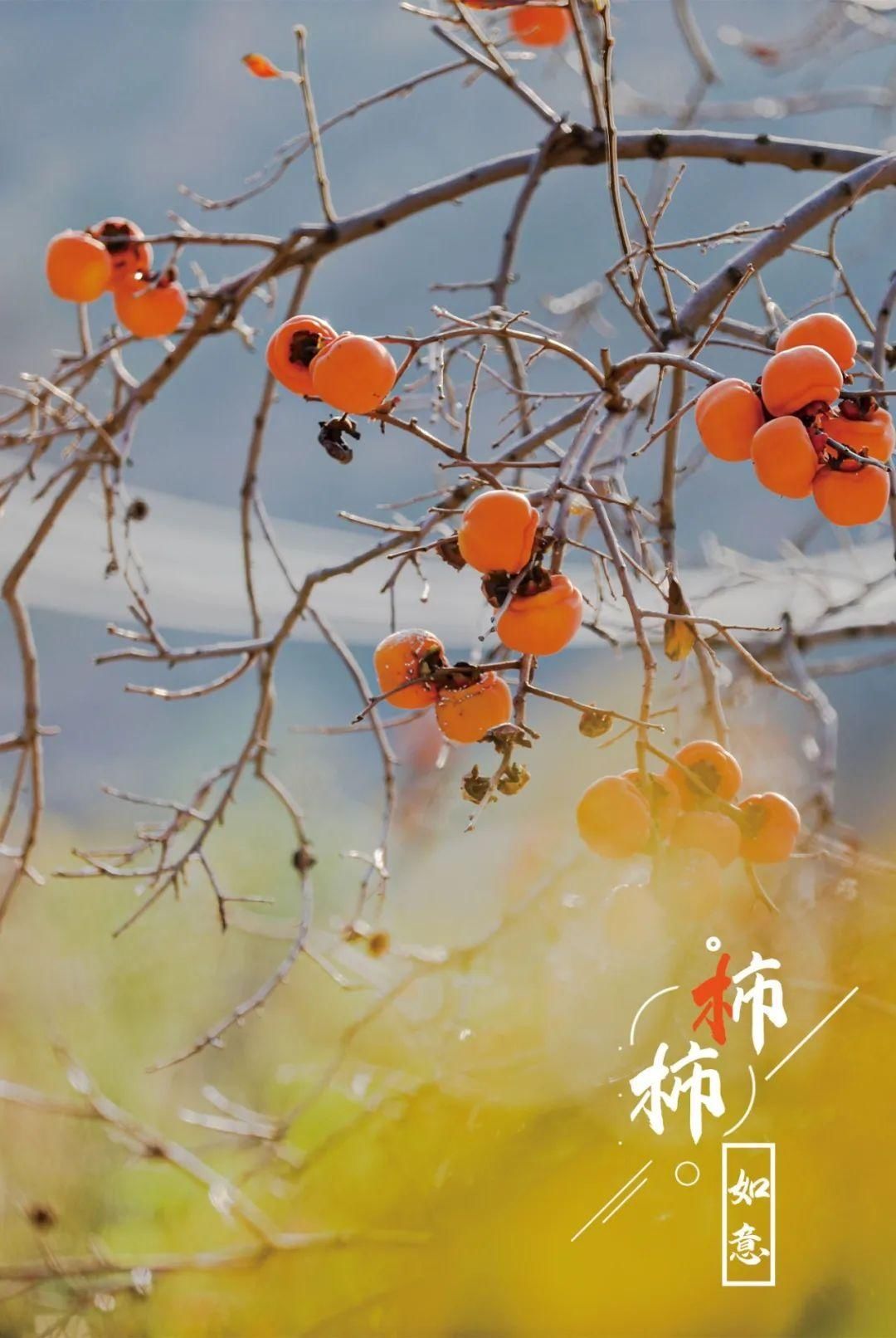 特写|图片特写｜年年岁岁，“柿柿”如意