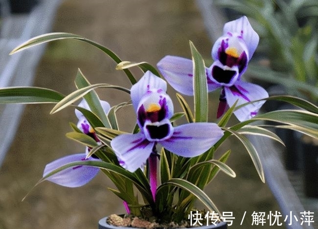 兰香|此兰,犹如“仙境”之花,花开荷瓣,兰香扑鼻,叶带金边,还好养