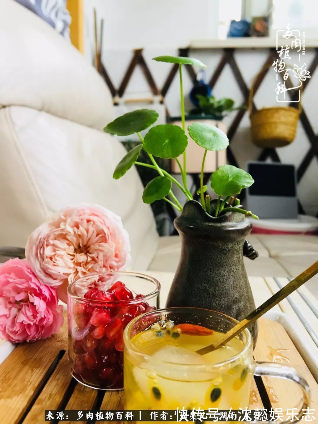 阳台党|邂逅多肉,爱折腾的阳台党,总能收获简单纯粹的快乐!