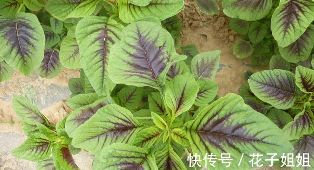 红叶子|同样是苋菜，为何有“红叶”和“绿叶”老菜农区别大，别买错！