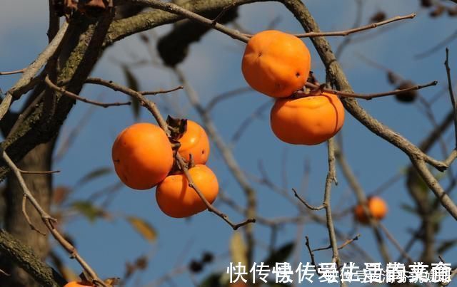 桂圆|女人怀孕后,尽量少吃4种水果,或会对胎儿发育造成伤害