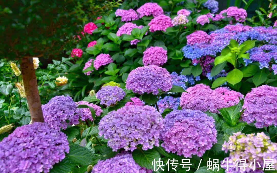 花苞|初秋8种花不能剪，轻则不开花，严重可能剩空盆