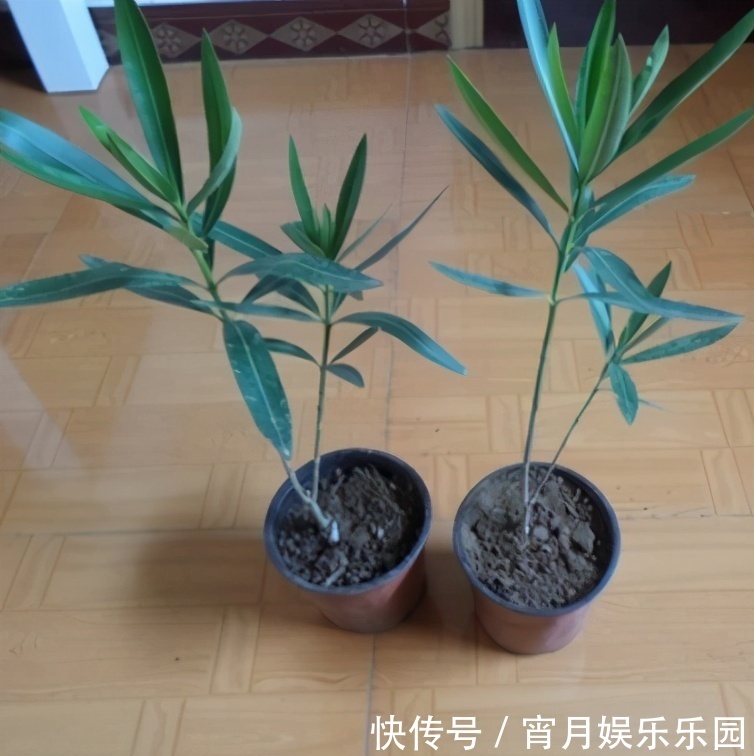 盘点|你养的花,可能是“毒花”,盘点8种常见毒花