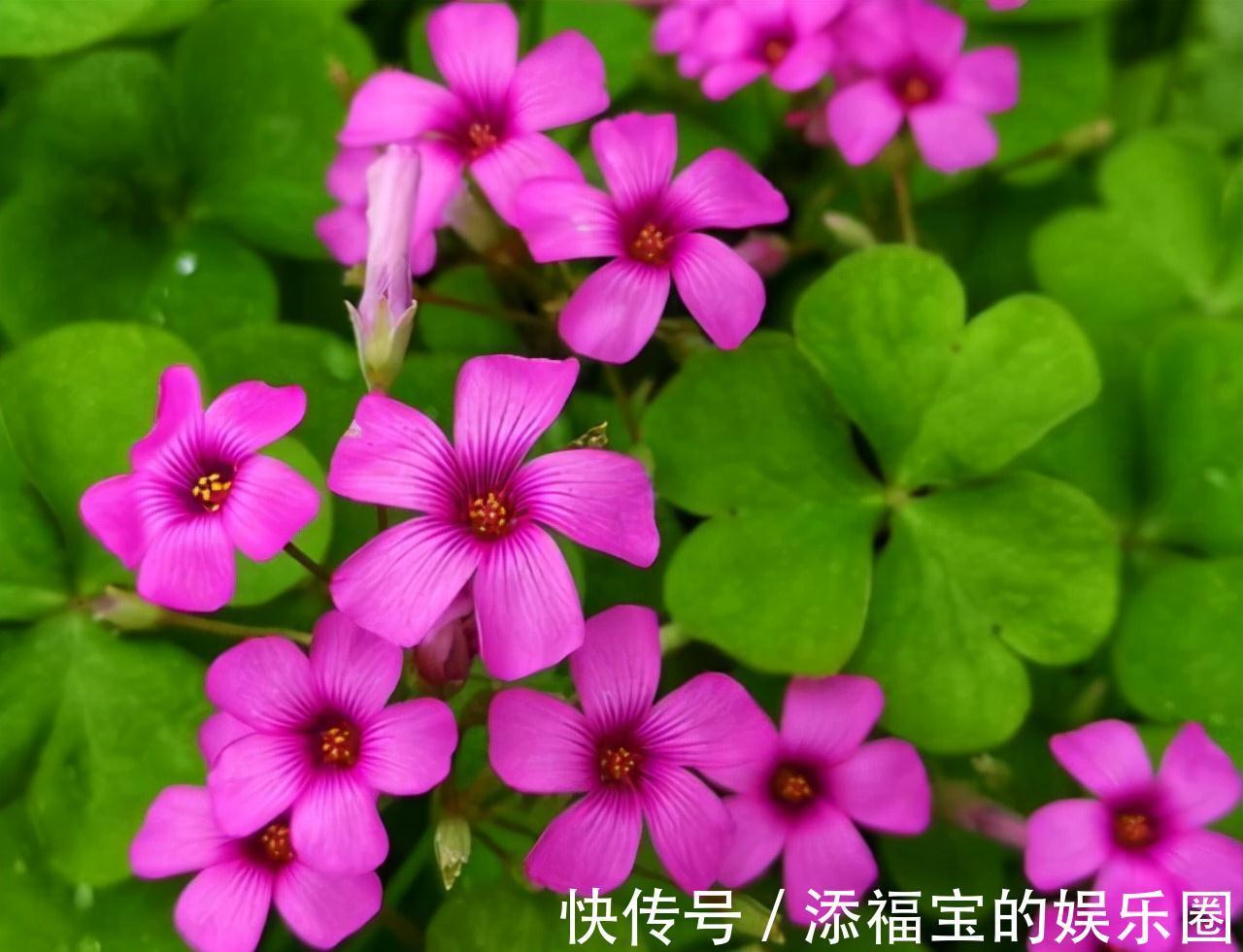 农历九月十八霜降后,养什么花?家里养3种花,学业有成龙马精神