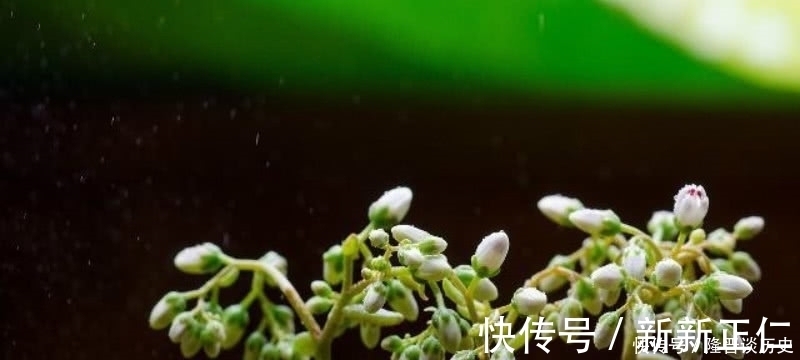 苔藓|袁枚最有哲理的一首诗，虽然我们很渺小，但也要活得比别人更精彩