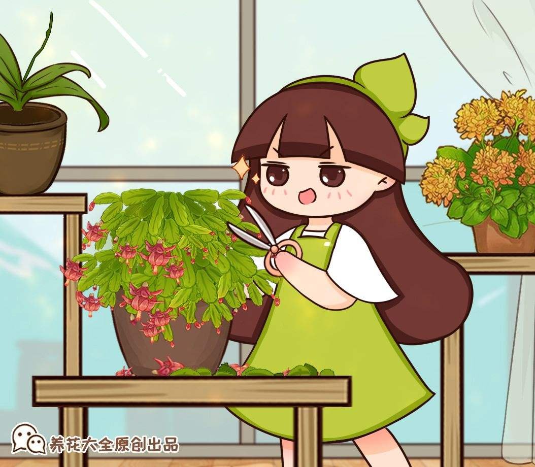 冬天养花，千万别不舍得摘心，摘完才能平安过冬