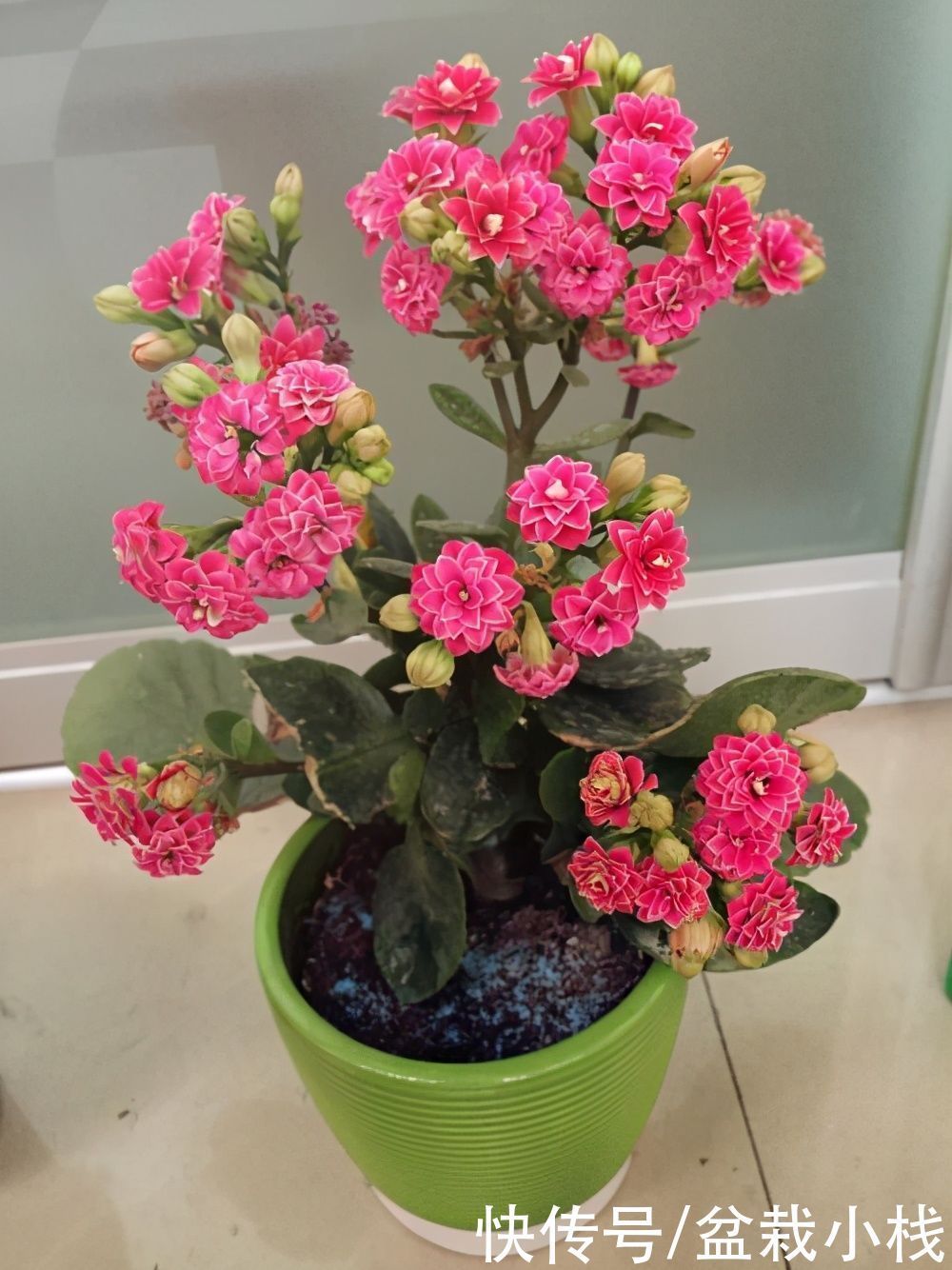 6种花,盆盆不超10块钱,买回家好养又好看