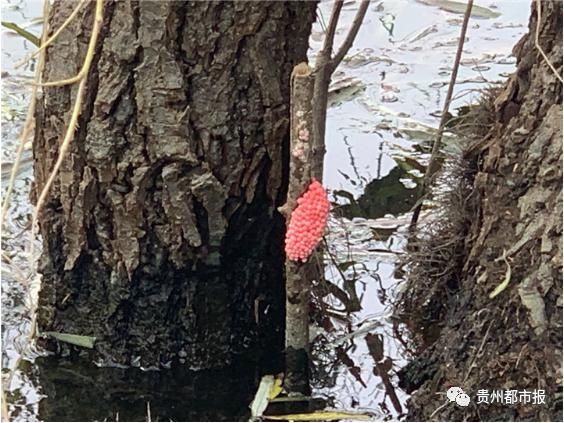 千万别|注意!贵阳这个景区发现福寿螺卵块,千万别吃!