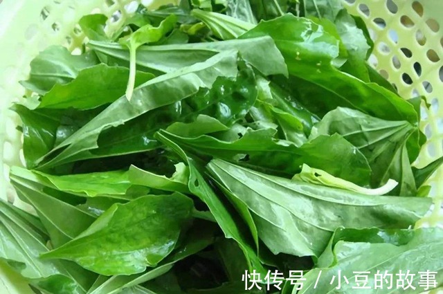 凉拌|城里的“野草”,农村的“宝贝”!常吃清热利尿,镇咳平喘强体质