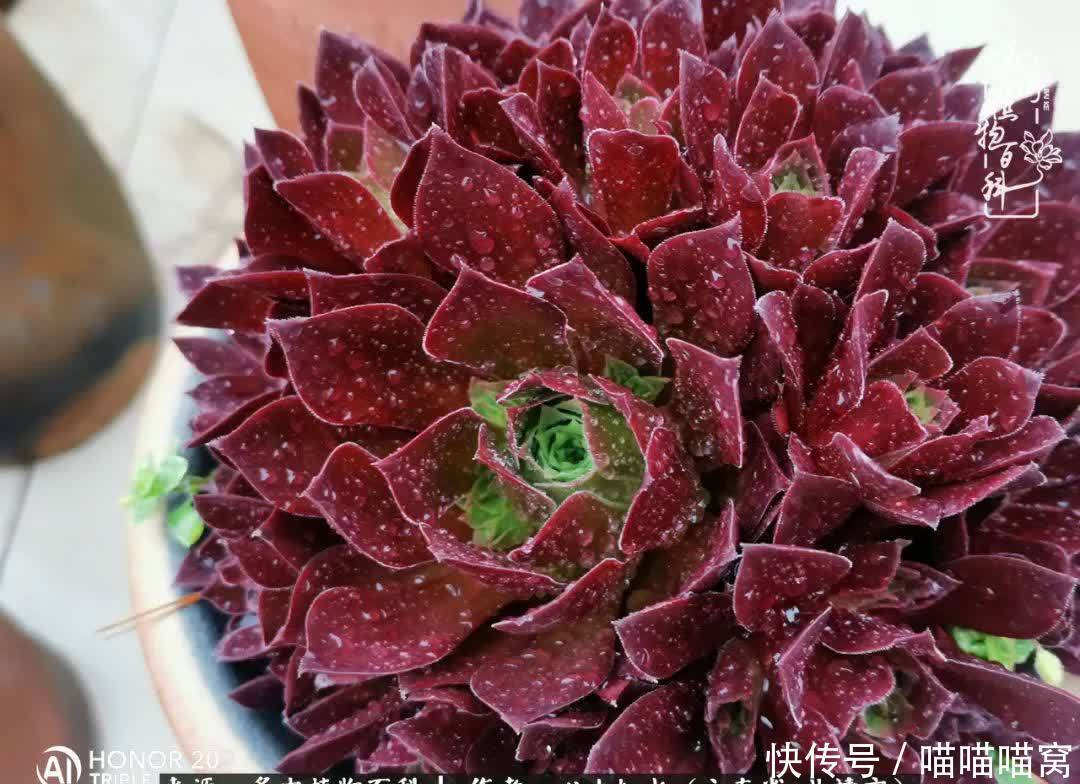 多肉|你是爱,是暖,是希望,你是人间四月天!