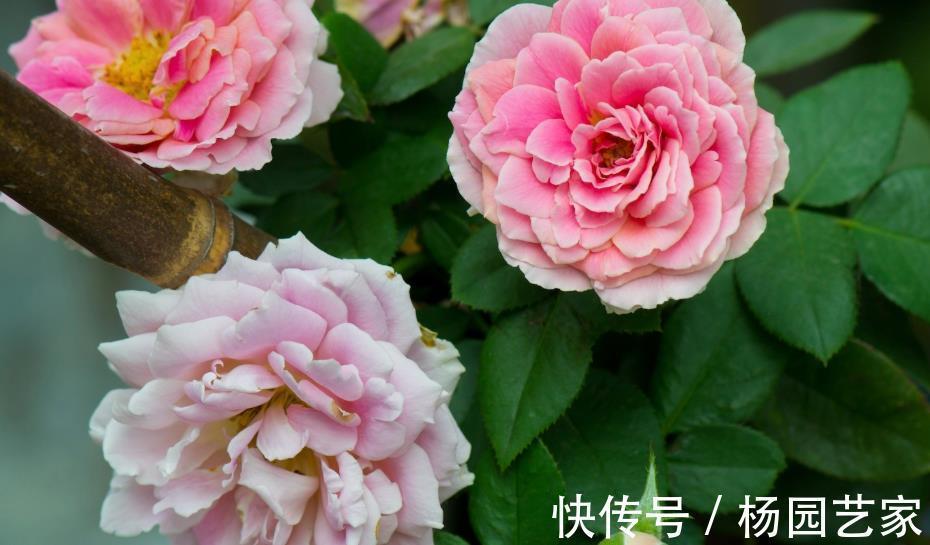 枝条|将藤本月季养成花墙,这些雷区要避开,说一说月季牵引那点事