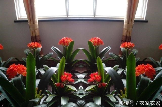 滴水不沾|君子兰喜欢一种土，两年换一次，每年都开花！