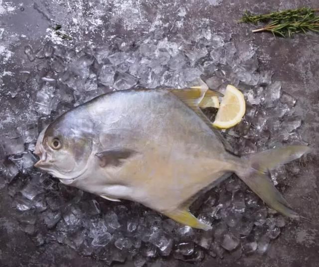 年龄段|作为一种优质鱼类,全身只有一根大刺,适合所有年龄段