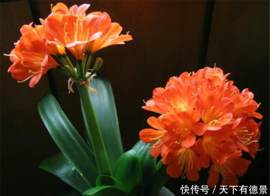 叶子|如何让君子兰叶片整齐光亮?1个基础,3种肥料,叶子比花美