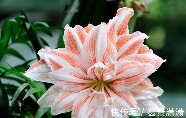 百合花|养这7种花,预算够就买好的,预算不够干脆别买