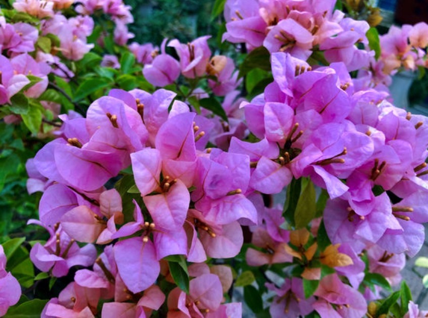 三角梅浇水有诀窍,“分段”巧浇水,新芽花芽抢着冒!