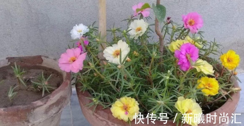 天热养花不能错过的3种向阳植物,每一个都是沾土即活