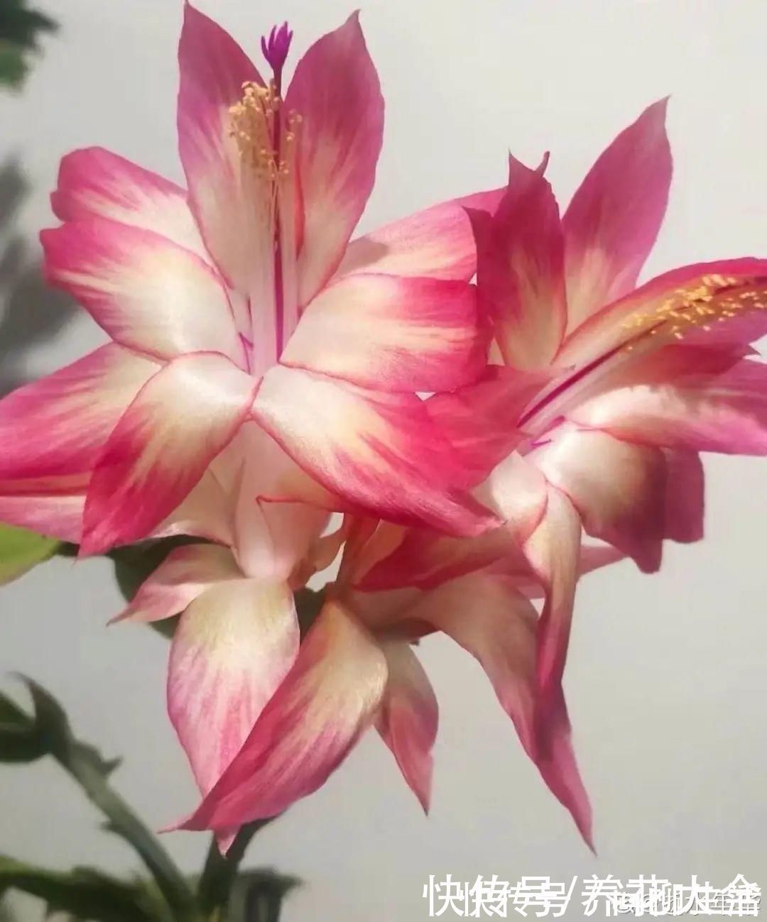 水仙|上万块的蟹爪兰,开花像烟花,养过的人不多