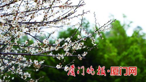 小西|厦门同安八怪谷千亩梅花盛放