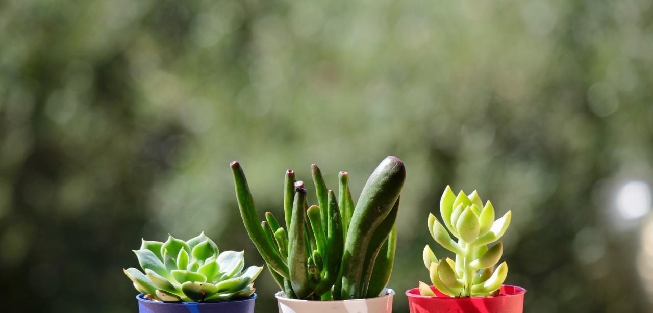 在多肉花盆上放一层石头,竟有这么大用处,涨知识了!