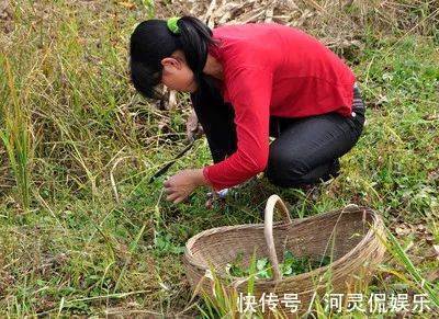 农村|被誉为“山菜之王”的野菜，农村山坡上很常见，城里人表示吃不起