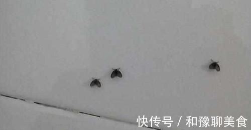 下水道|把它倒进卫生间，小飞虫立马消失不见，方法简单效果立竿见影