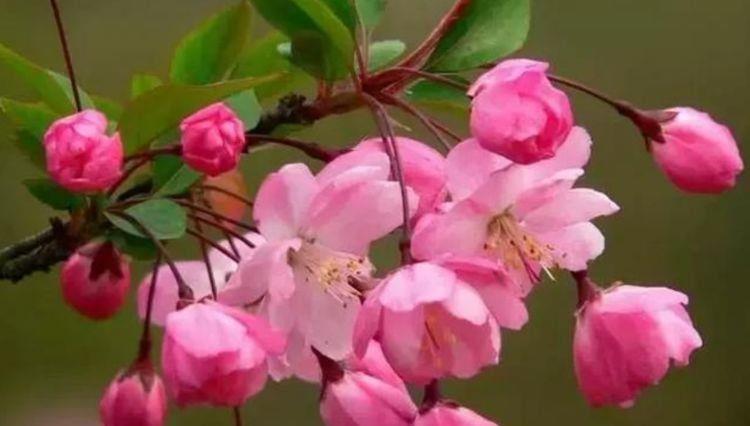 好养易活的花卉,就养这种花,一开就是200多天,没有阳光也开花