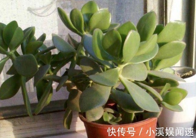 这几种花寓意太好了,镇宅养人还招财,一旦养上一盆,全家都富有