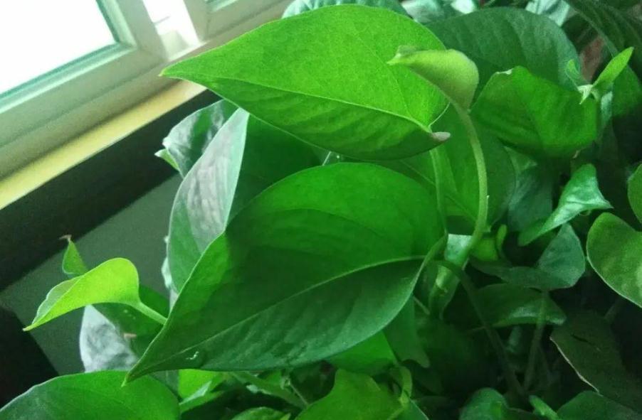 把握住这5个技巧，小叶绿萝变大叶绿萝不是梦，茎长得更长