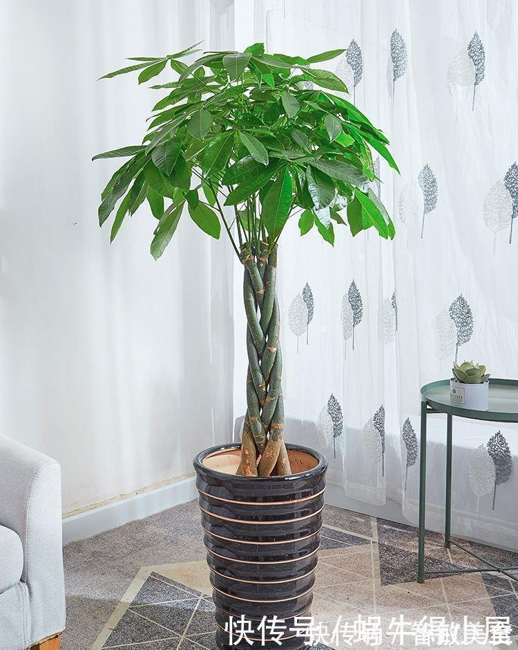 客厅里养这6种植物，好养活、好打理、寿命很长、寓意还特别好