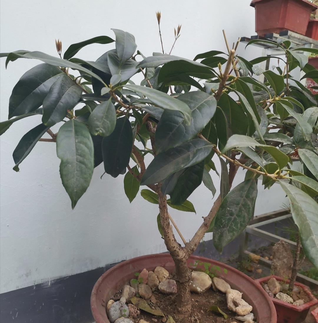 桂花开始发芽,做好4件事,长得枝叶繁茂,花期开花更多