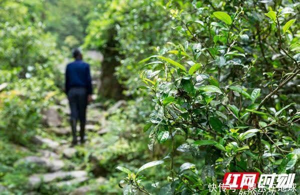 湘桂古道野茶香 舜皇山上杜鹃红