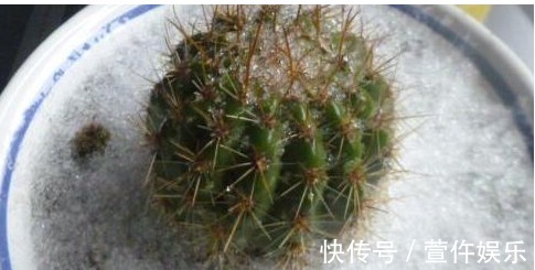 想让家里的仙人球开花爆盆,那怎么保证每年夏天爆盆呢