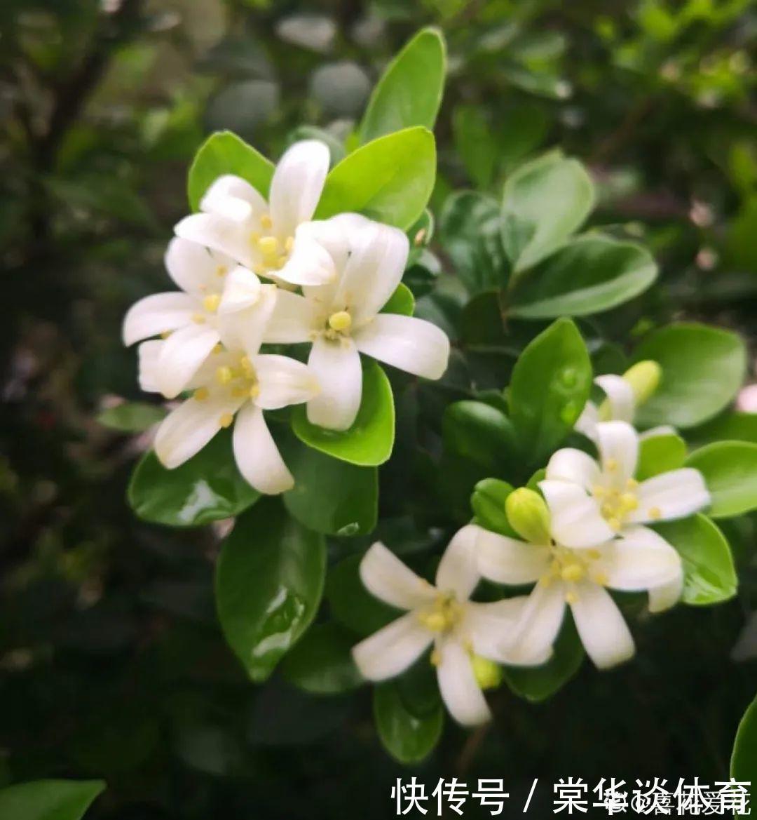 酸性|天生爱淋雨的花,多淋几次,连肥料都省了