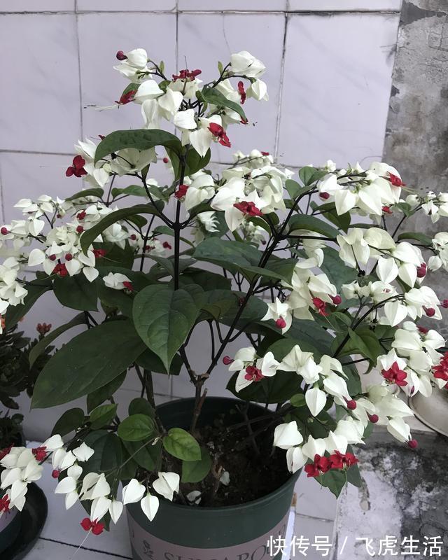 新型观赏花木,夏季盛花,容易成花墙,皮实好养,室内盆栽也可以