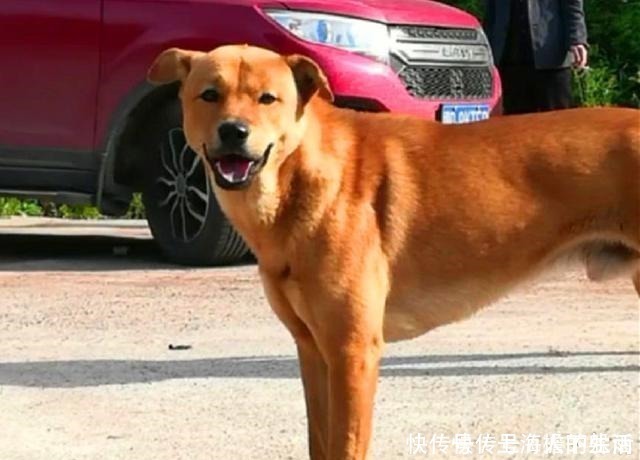 大黄狗|新人拍婚纱照,单身大黄狗乱入躺新娘婚纱上卖萌,新郎赶都赶不走