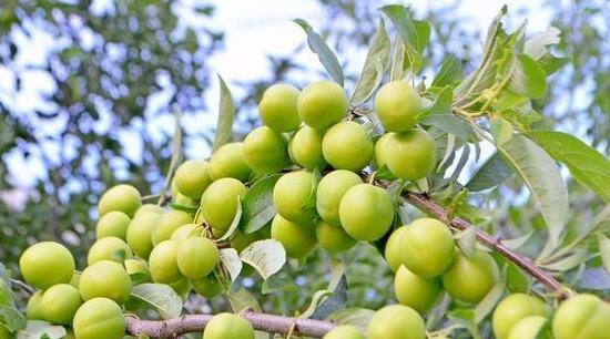 维生素c|想要脸上皮肤好，每天应该吃些什么食物，美丽肌肤是吃出来的