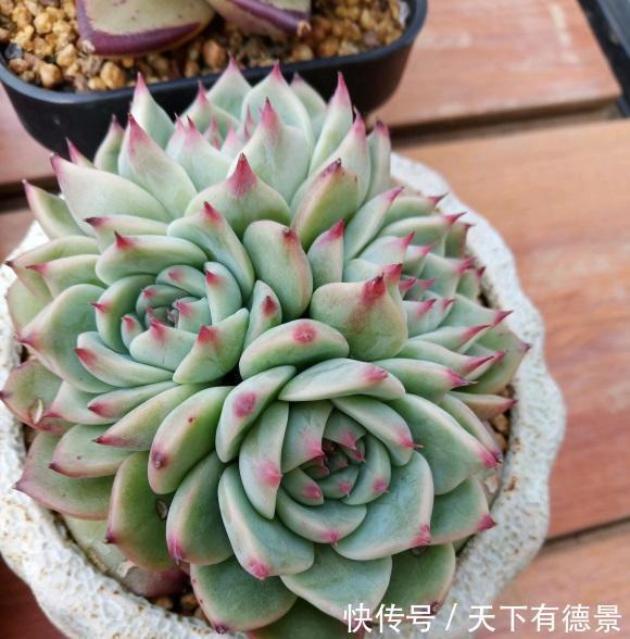 多肉|什么才是好多肉?价格贵就是好多肉吗?并不是,状态好才是真好