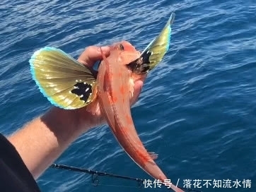 长出|男子钓获奇特蝴蝶鱼,两边身侧长出翅膀,美到令人窒息大开眼界